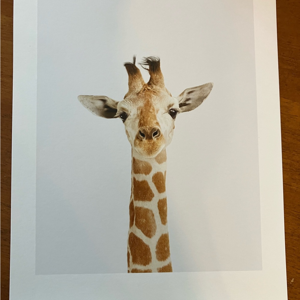 Baby animal art decor